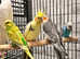 Beautiful young cockatiels for sale