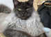 Maine Coon Stud duties GCCF &TICA registered