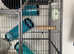 Large rat cage x 2 females