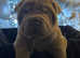 WRINKLY SHAR PEI PUPPIES