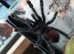 Avicularia geroldi - Blue & Green Pink Toe Tarantula over 3nches