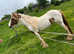 ***REDUCED*** Stunning red and white filly