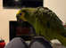 Blue fronted Amazon parrot