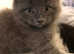 2 half nebelung male kittens