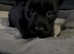 Scottish terrier puppies
