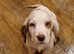 Clumber spaniel puppies