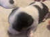 I have for sale 3boys and 2 girl Jack Russell puppies for sale