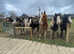 Casimo Ranch Connection Horsemanship