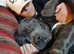 Young male dog cano corso