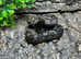 Motley CA Dwarf Boa 66% het RDR Anery /Nic T+