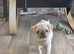 Baby pug