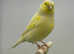 Norwich canaries