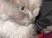 Rehome 2yr old cat and 6yr old cat