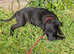 Gorgeous 14 week old Patterdale Terrier