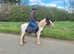Reg 3 year old ride and drive colt