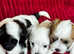 1 BOY LEFT gorgeous Morkie puppies, 2 boys 1 girl