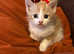 Laperm. X Male kitten