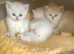 Champion Line BSH Black/Silver Tipped Kittens