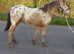 Rare Champagne Spotted Filly