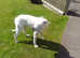 Long legged English staff bull terrier