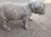 Beautiful cane corso babies