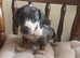 Miniature dachshund puppies for sale
