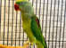Beautiful young alexandrine parrot