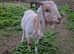 Ronnie a lovely Boer x Nubian Wether
