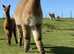 Alpacas for Sale - Halter trained & Breeding Females & Pets | North Wales