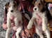 Wiredhaired fox terrier puppies