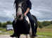 Open to Sensible Offers! Stunning, Sound, Backed Riding Cob Pony 6 Brimming with Potential for Showing, Competing, Riding, Hacking, Jumping, Schooling