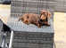 KC REG MINIATURE DACHSHUND LITTER