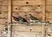 Various Doves For Sale