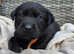 Charcoal & Black Labrador Puppies - KC Registered