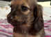 READY NOW Amazing long haired shaded cream miniature dachshunds
