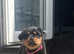 Chunky Rottweilers