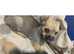 Beautiful Chirkie puppies for sale