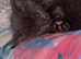 Russian blue X BOY Kitten Ready Monday
