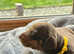 Minature Dachshund Puppies