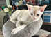 Stunning tangerine three quarters Burmese male kitten