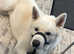 White Japanese Akita