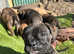 Ready now  old English bulldog only 5 available