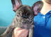 Chocolate French Bulldog Puppies Only 1 left