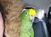 Yellow crown amazon parrot