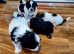Shih Tzu puppies for sale 4 boys