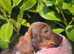 Dachshund puppies