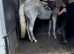 16.2 irish mare