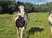 15.1hh happy hacking dream ride and drive!