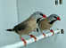 Beautiful Hecks Grass Finches for sale