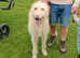 Deerhound x greyhound (longdog)